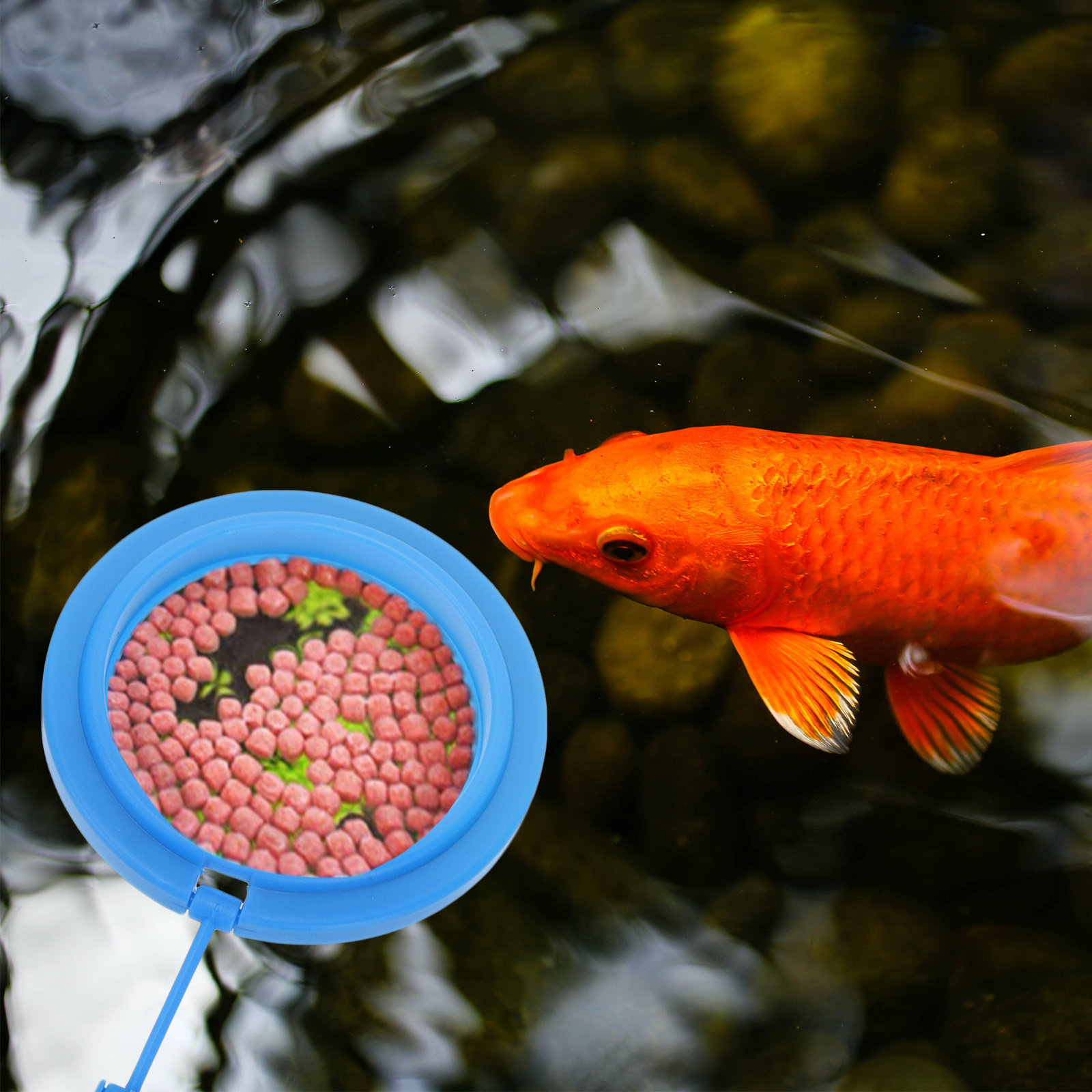 Fish Food Flake - 2 Stück Premium Kunststoff-Futterring für Aquarienfische,