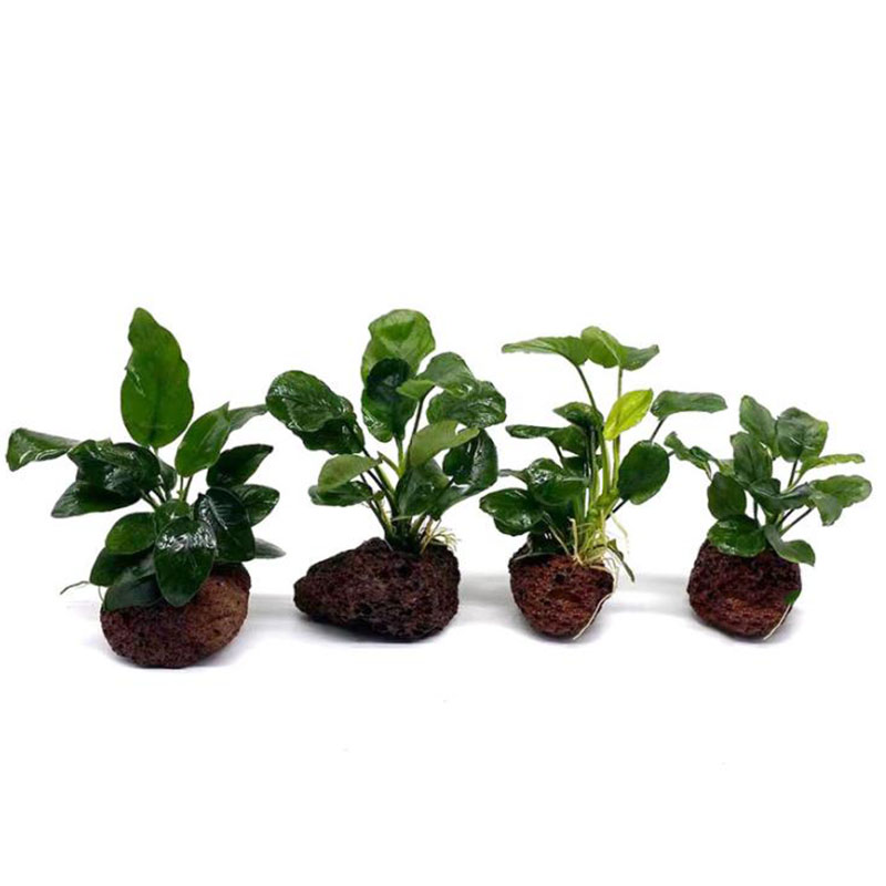 Vulkanische Aquarium Dekoratio – Aquarium Fish Pot Bewertung und Preis