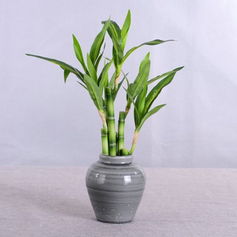 Neue 40cm Künstliche Glücksbam – Aquarium Fish Pot Bewertung und Preis