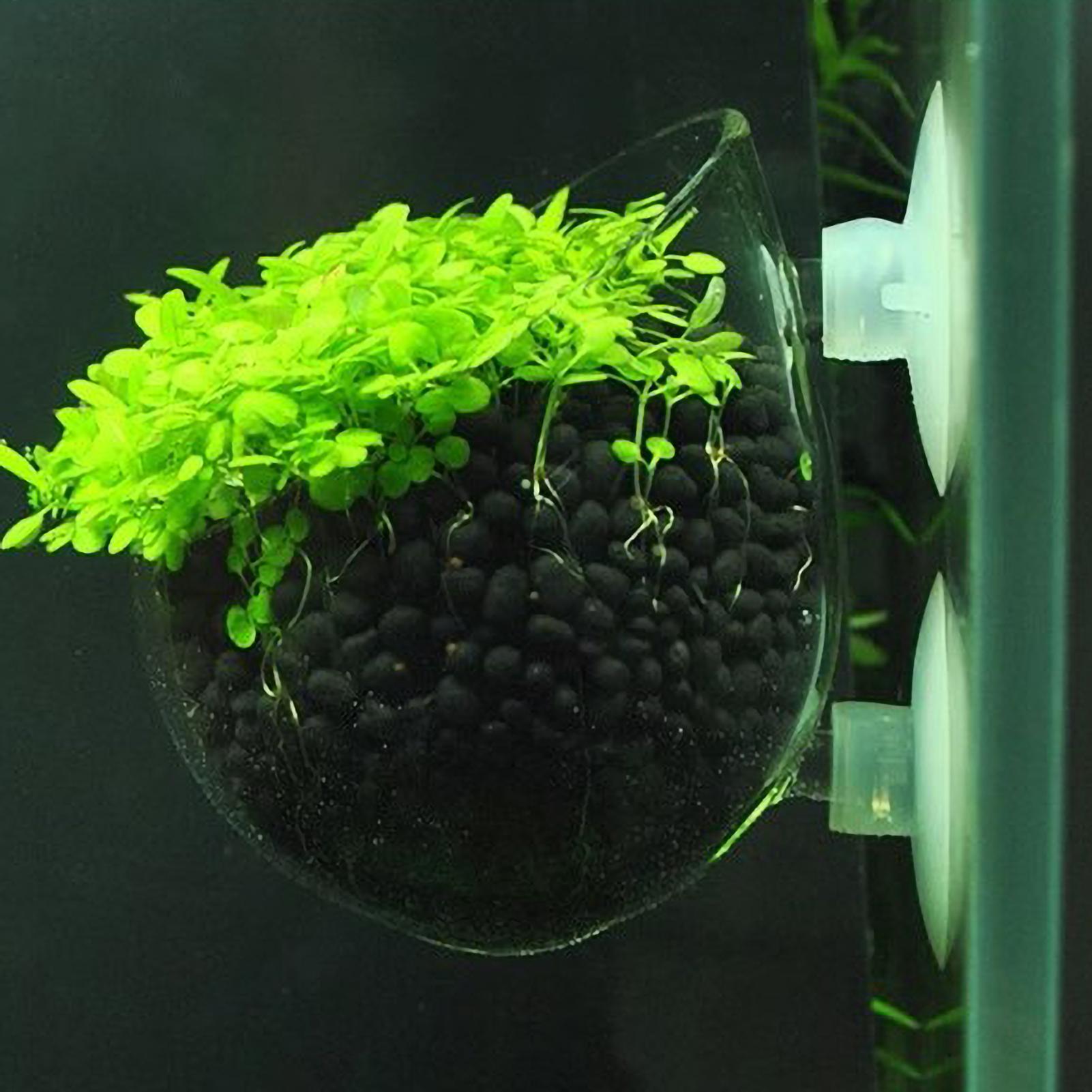 Aquarium-Pflanzenhalter Glas-W – Aquarium Fish Pot Bewertung und Preis