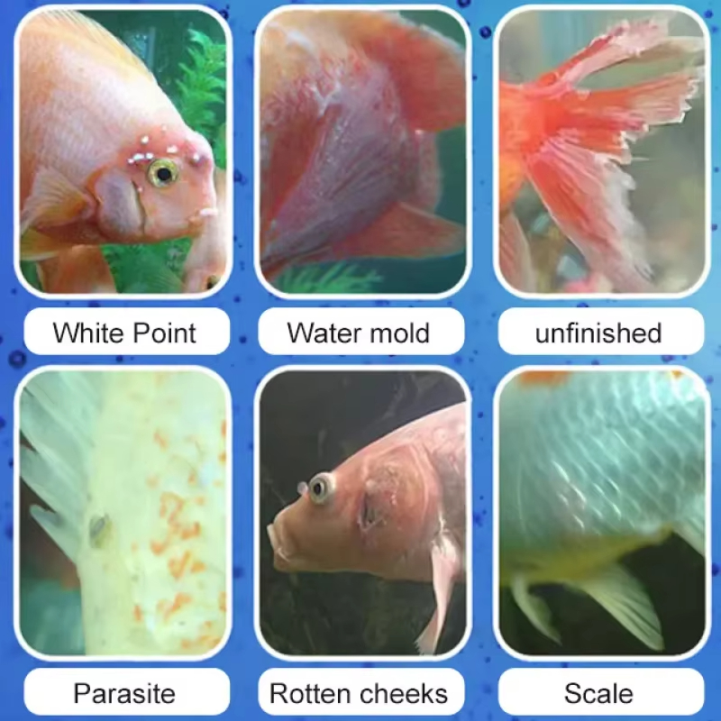 SIKEZHAN Behandlung von Fische – Aquarium Fish Diseases Bewertung und Preis