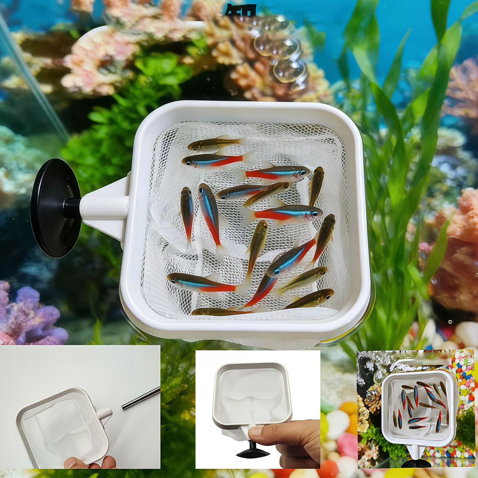 Ausziehbarer Langstiel-Feinmas – Fish Net Handle Bewertung und Preis