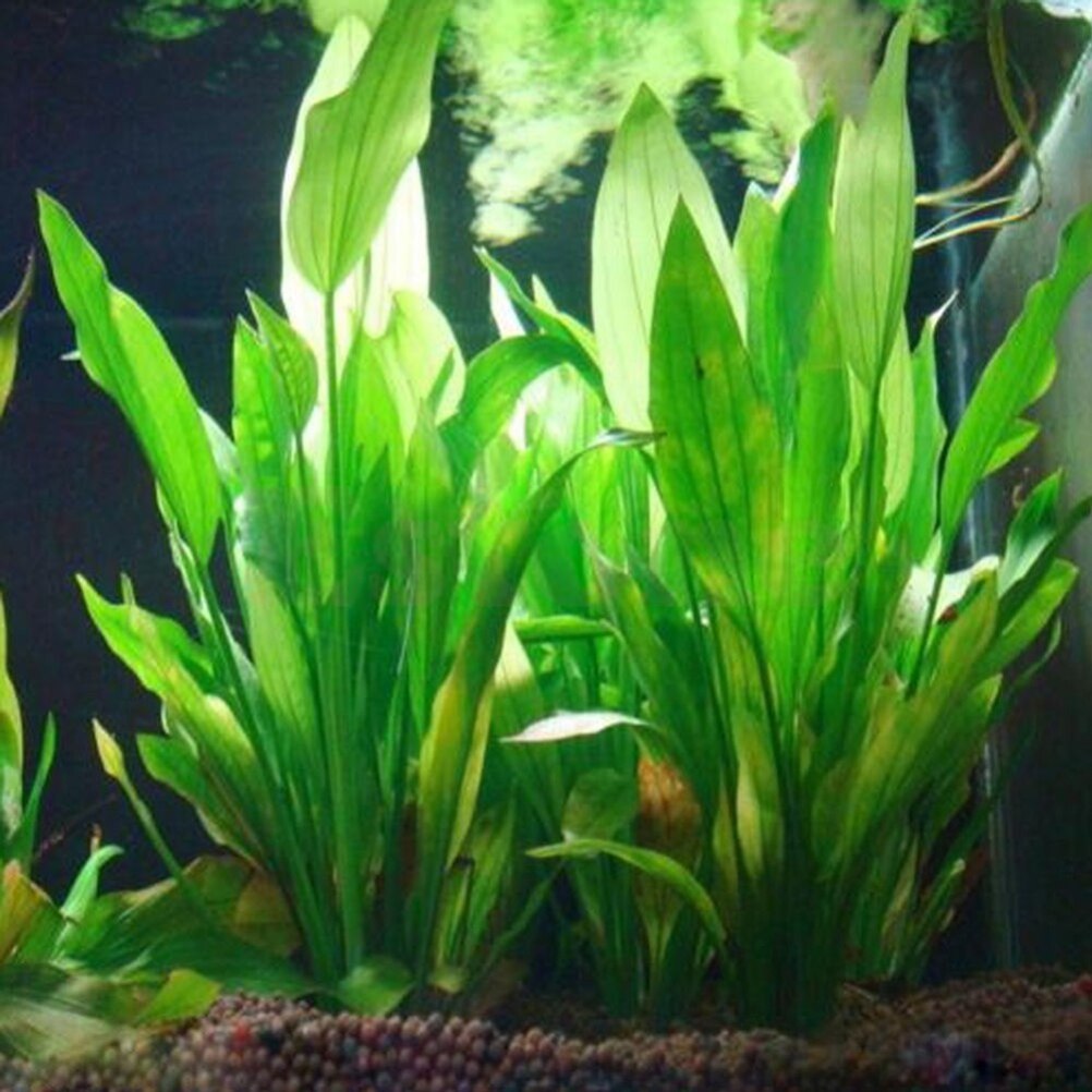 15cm künstliches Aquarium Deko – Aquarium Fish Enrichment Bewertung und Preis