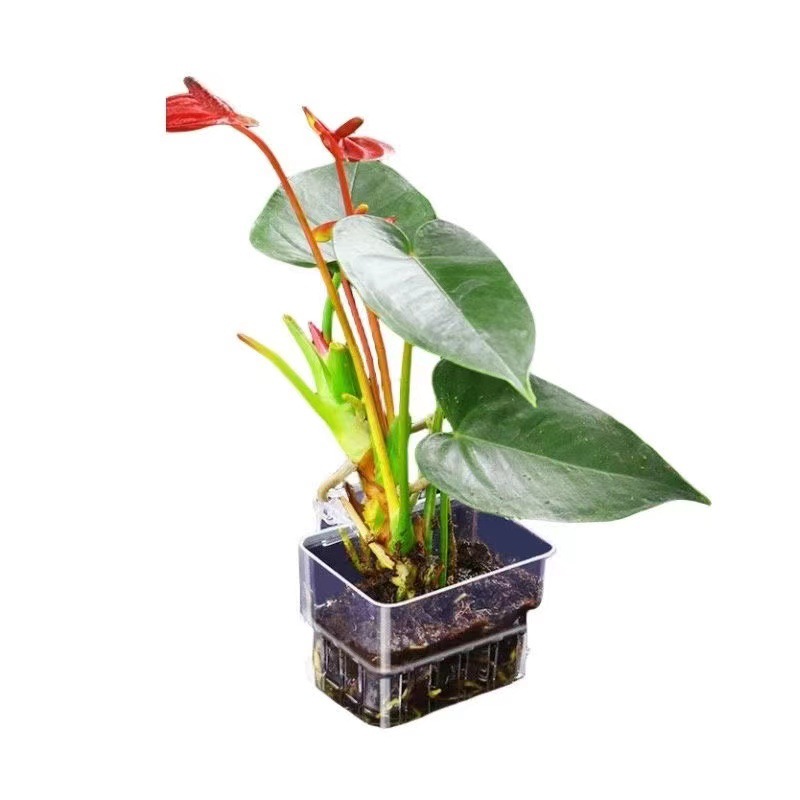 Aquarium Hydroponischer Pflanz – Aquarium Fish Pot Bewertung und Preis