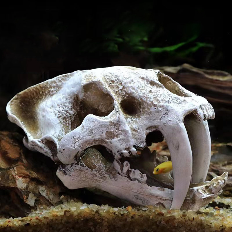 Dinosaurier Schädel Modell Vel – Aquarium Fish Diseases Bewertung und Preis