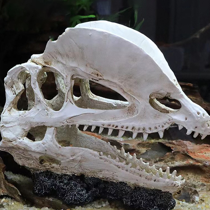 Dinosaurier Schädel Modell Vel – Aquarium Fish Diseases Bewertung und Preis